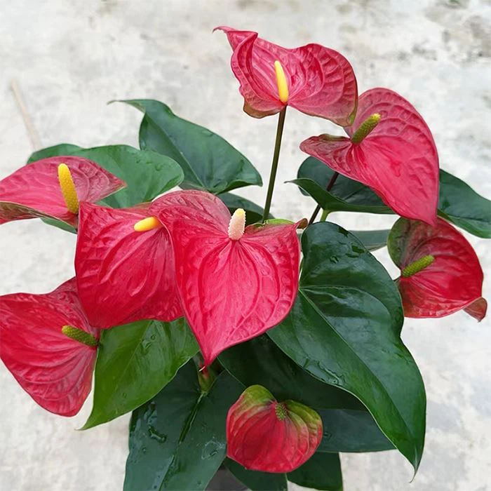 Anthurium royal champion