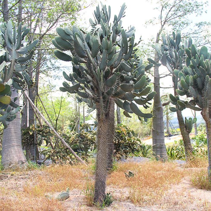 Consolea Moniliformis