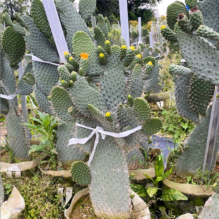 Consolea Moniliformis