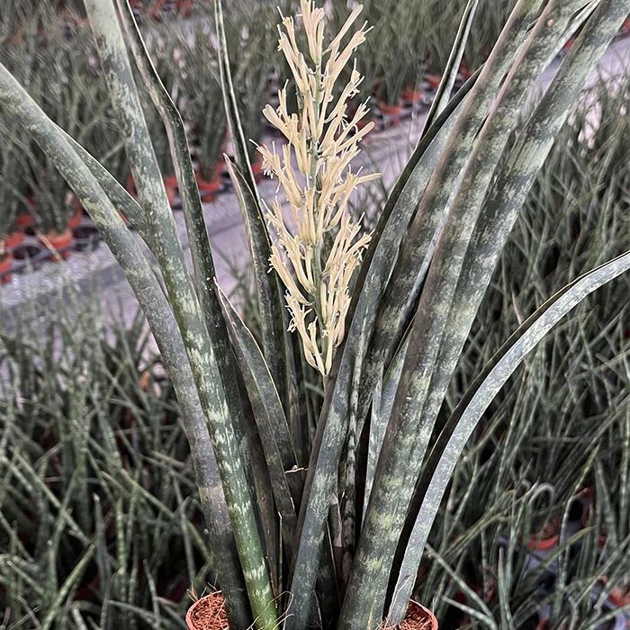 Sansevieria Fernwood Mikado