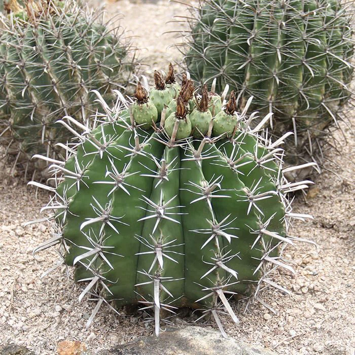 Ferocactus Horridus V Brevispinus