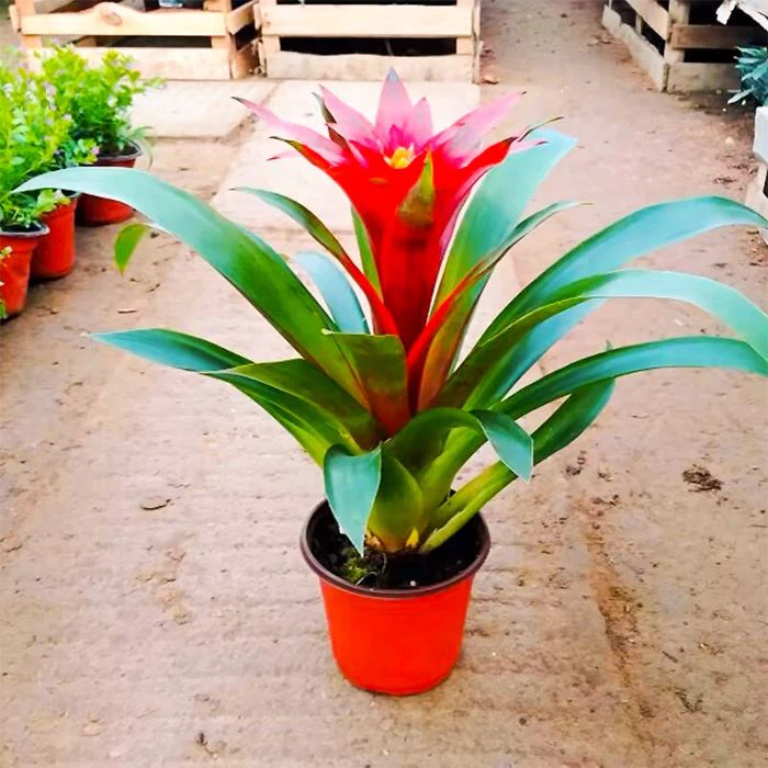 Guzmania Allura Flowering Plant