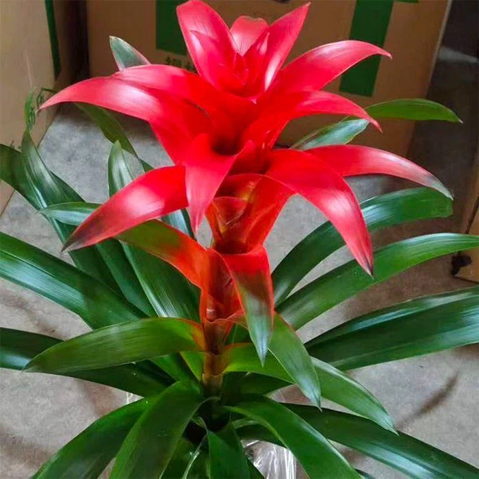Guzmania Allura Flowering Plant