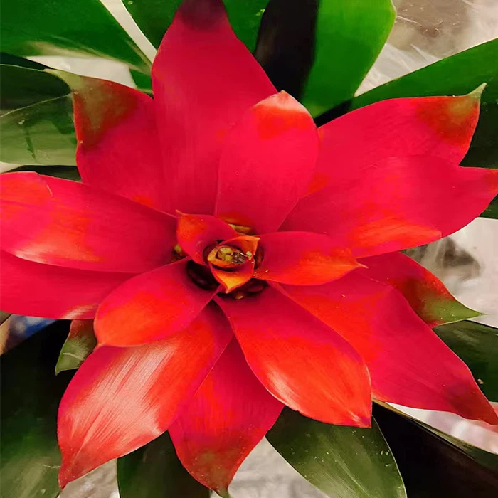 Guzmania Allura Flowering Plant