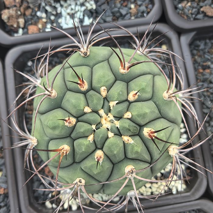 gymno saglionis