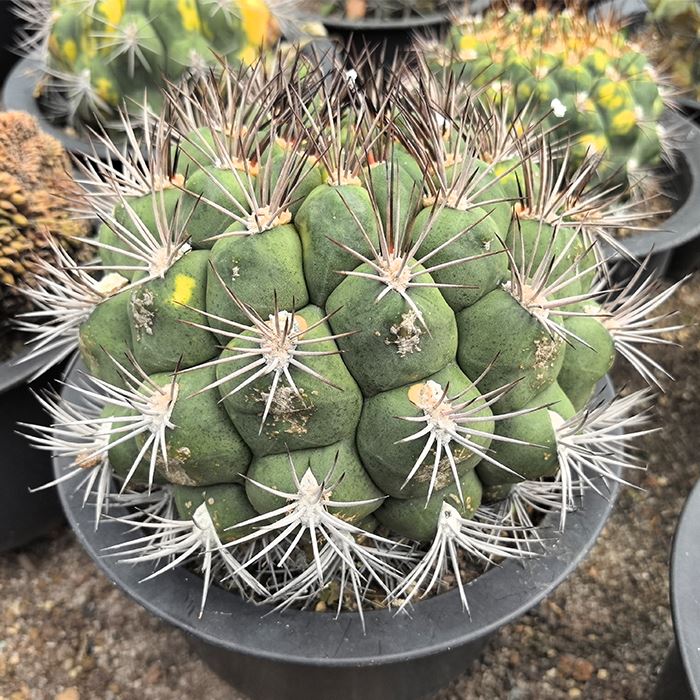 Gymnocalycium Saglionis