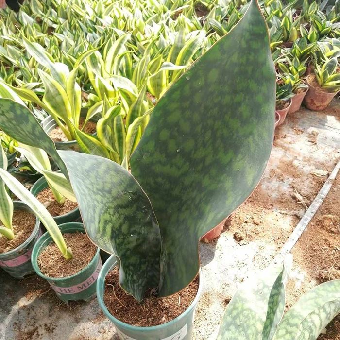 whale fin sansevieria