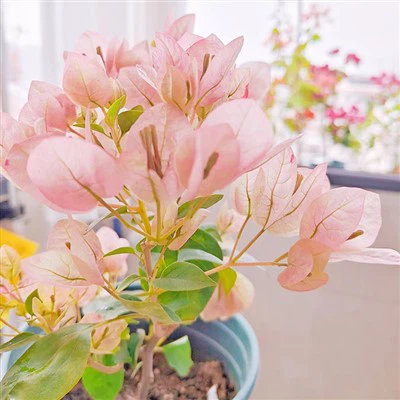 Lady Bird Batik Bougainvillea