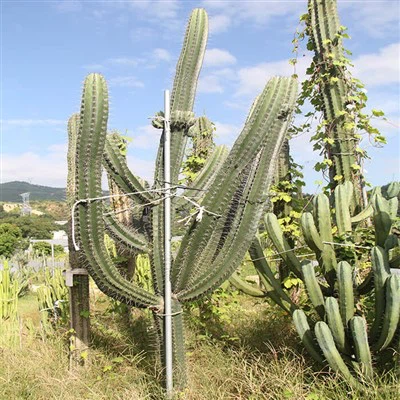 Stenocereus Pruinosus kulrang sharpa organ quvuri