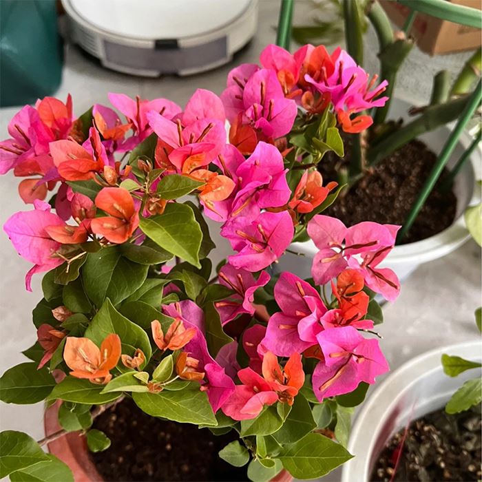 Bougainvillea Tropical Bouquet
