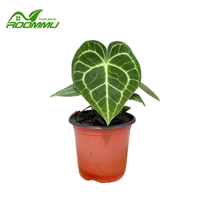Anthurium Clarinervium zavodi