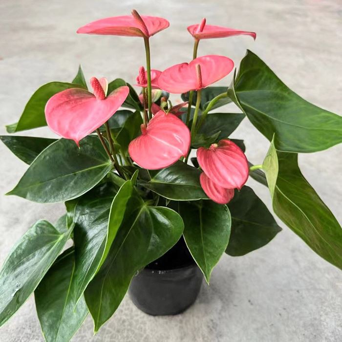 Anthurium Royal Pushti chempioni