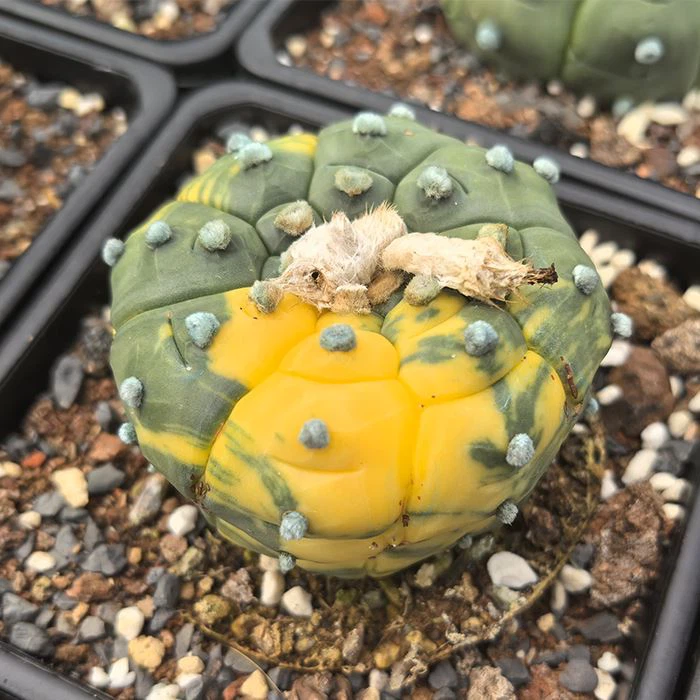 Astrophytum Asterias Cv Kikkos rang-barang