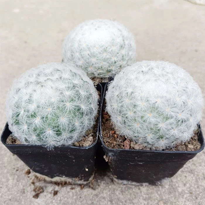 Mammillaria Plumosa kaktuslari