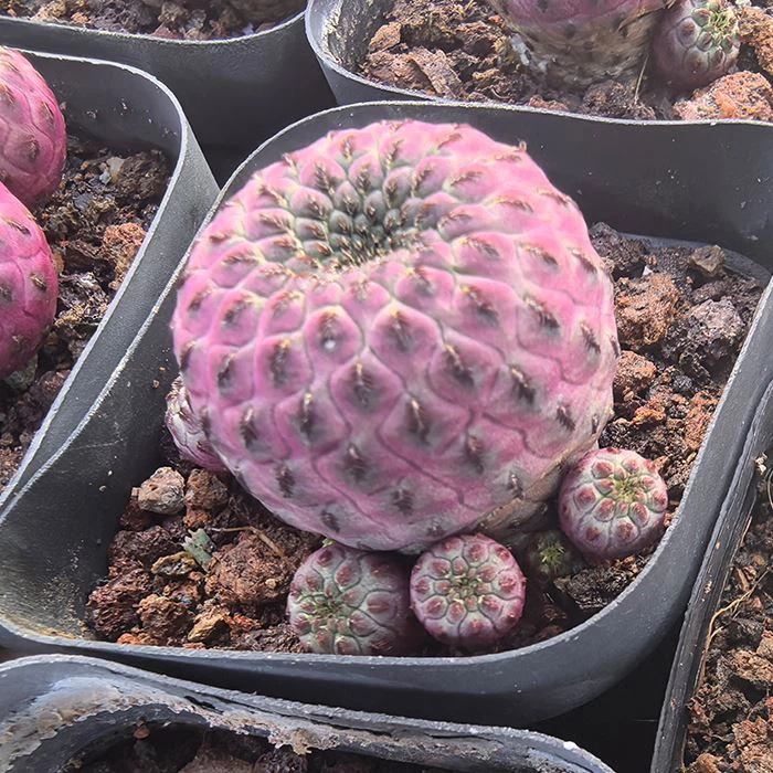 Echinopsis Sanguiniflora kaktus