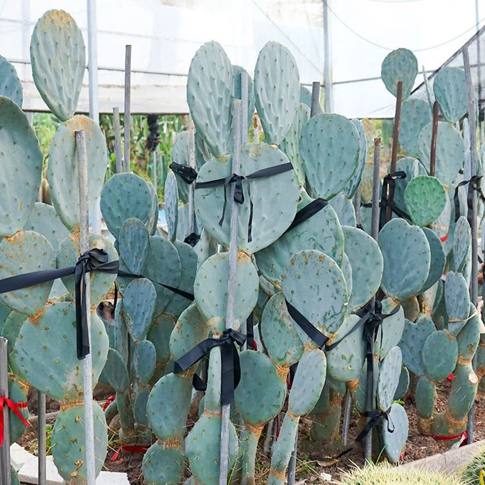 Opuntia Robusta Gigant