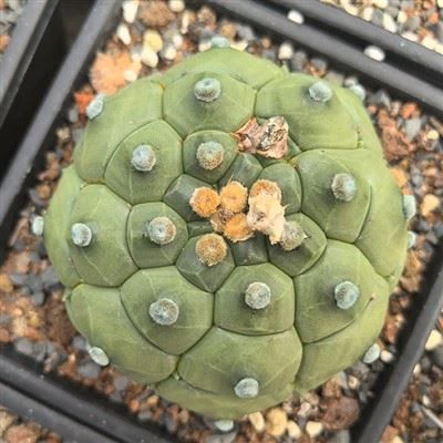 Astrophytum Asterias Cv Kikkos toshbaqa qobig'i