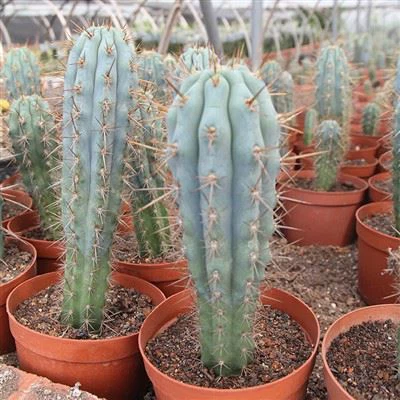 Moviy Cereus kaktus