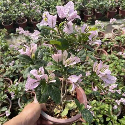 Bougainvillea porlashi Mariel Fitspatrick