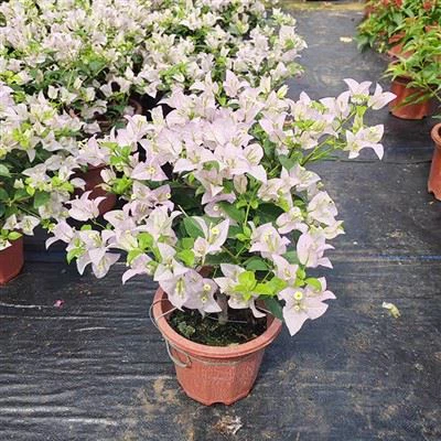 Bougainvillea Lila