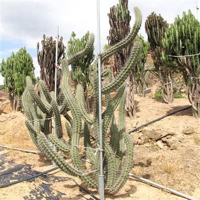 Katta Stenocereus Eruca