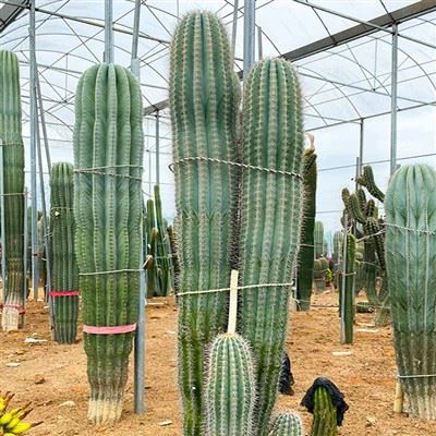 Meksika Kardon kaktus