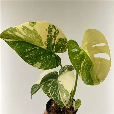 Tailand Monstera yulduz turkumi