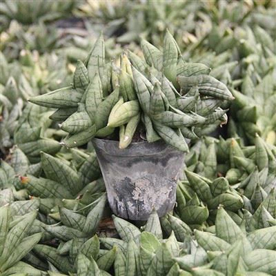 Sansevieria Boncel Mini