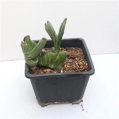 Senecio Kleinia Cristata