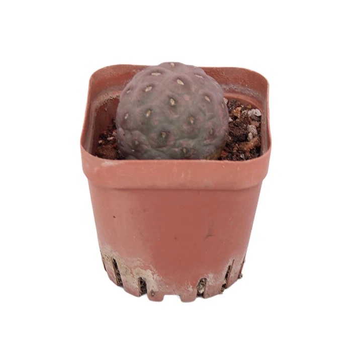 Tephrocactus Geometricus Kaktus