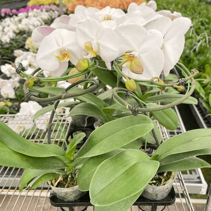 phalaenopsis for sale