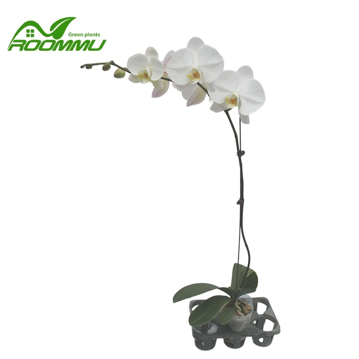 Ipak Phalaenopsis orkide